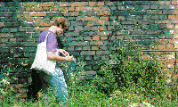Cyanide stained wall
