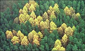 Nazi forest