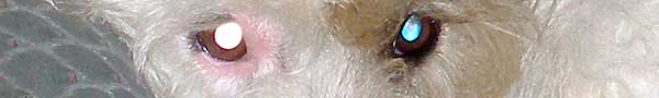 220711 22 Snowy eyes 600