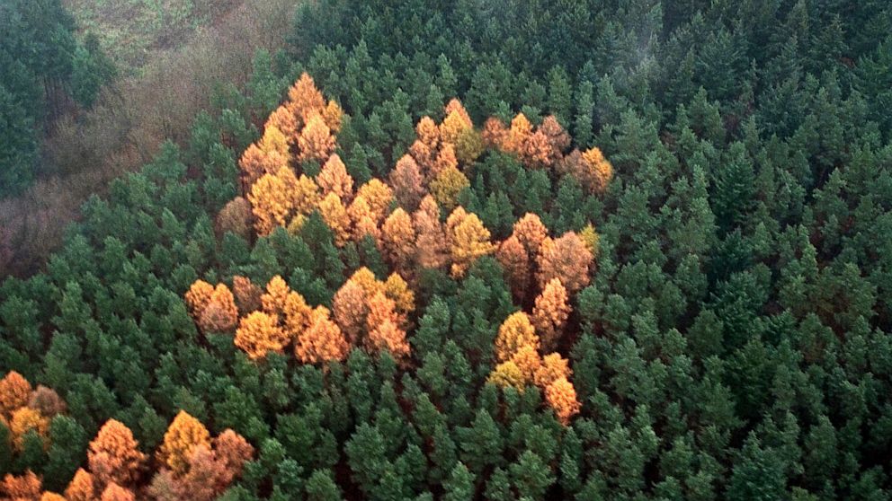 swastika forest