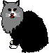 cat black