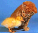 cat pats bird